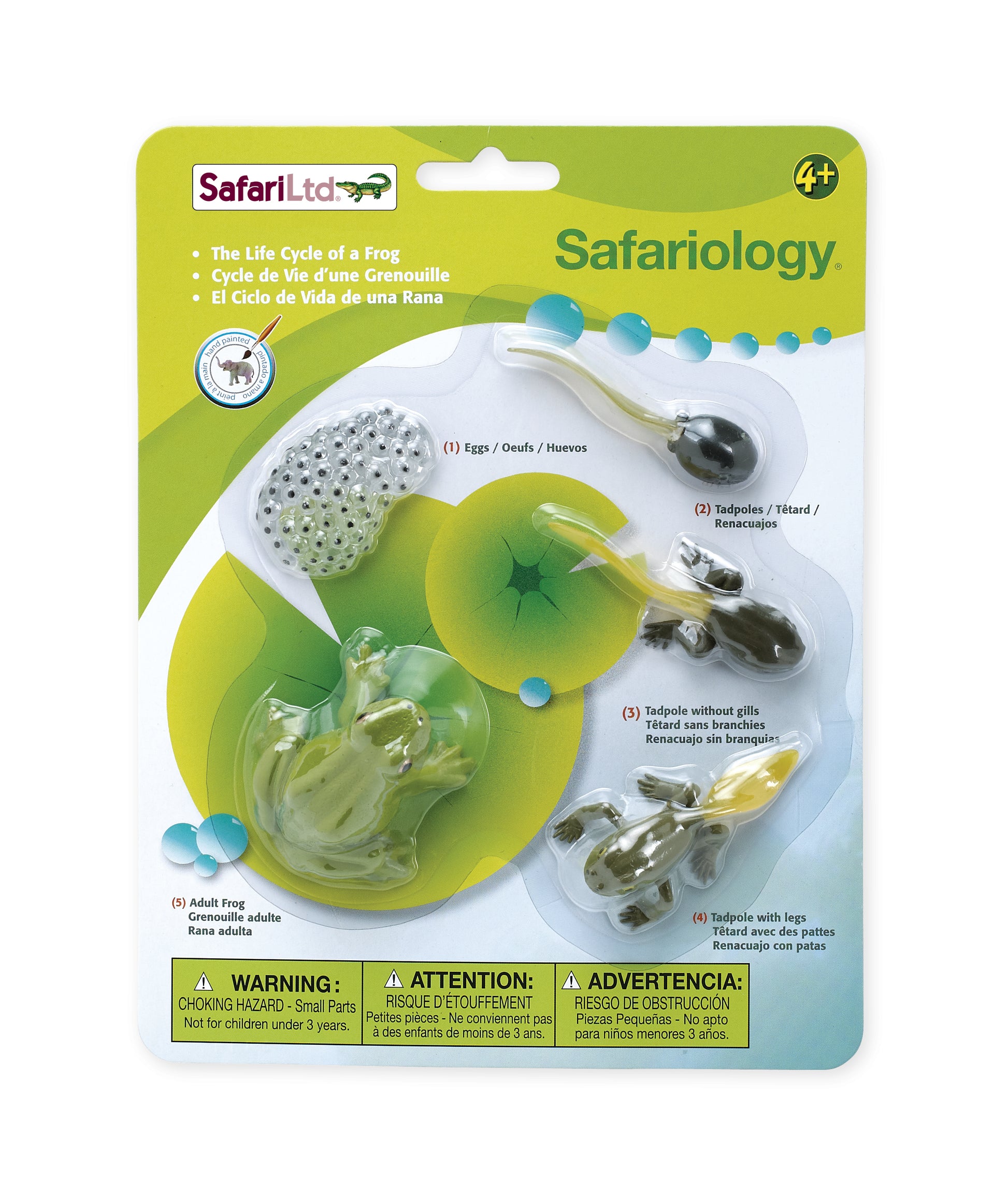Safari Life Cycle of a Frog - Educational Resource