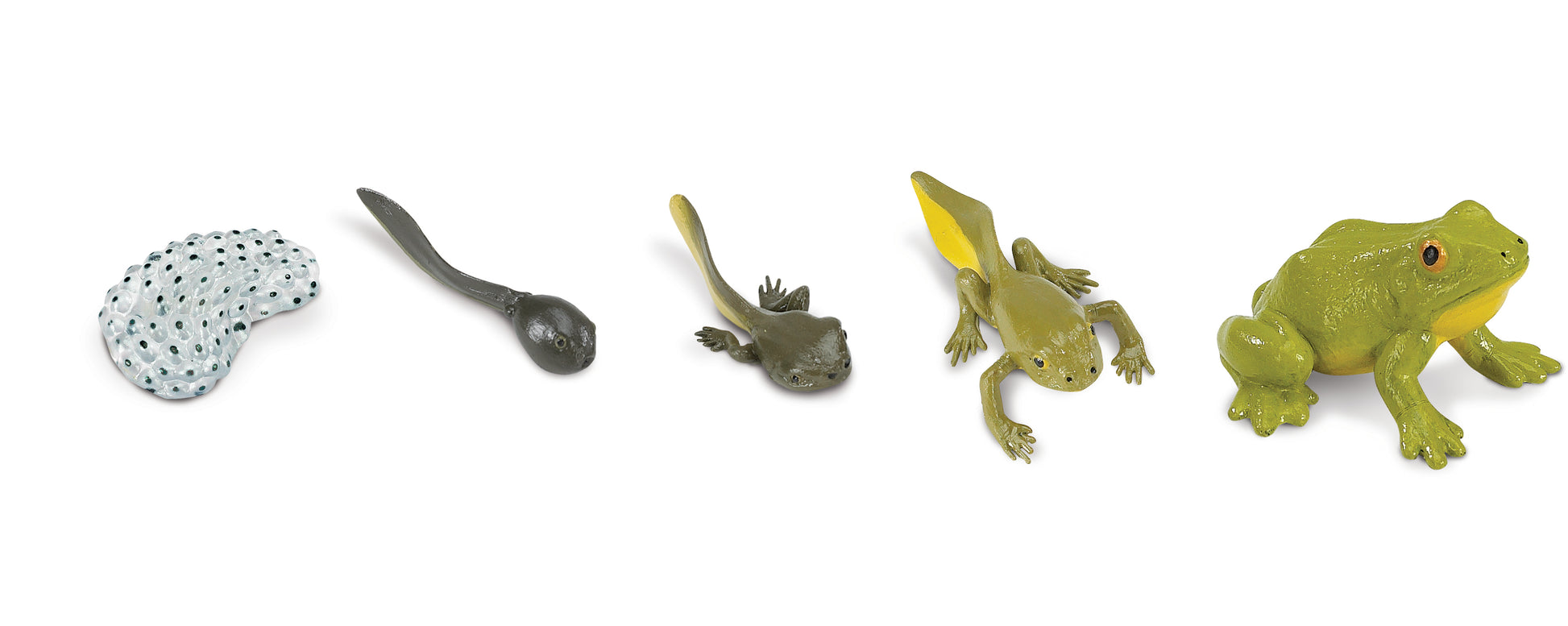 Safari Life Cycle of a Frog - Educational Resource