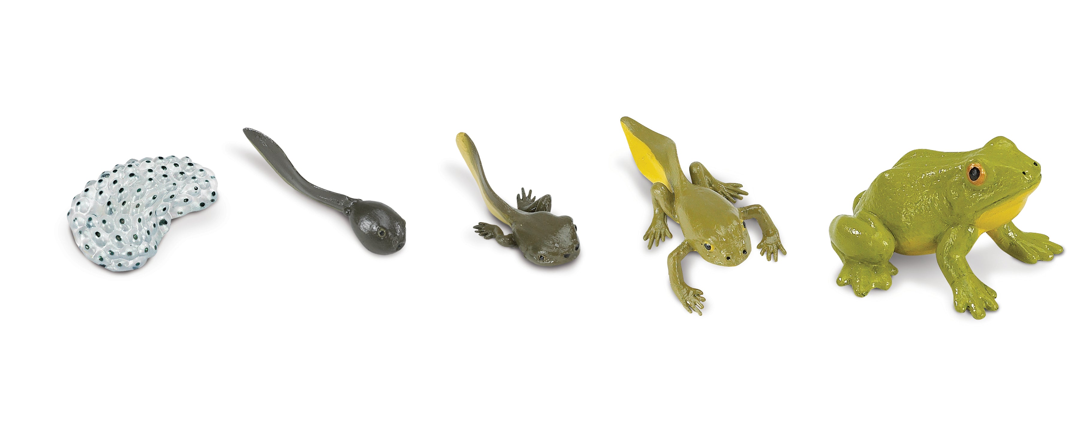 Safari Life Cycle of a Frog - Educational Resource