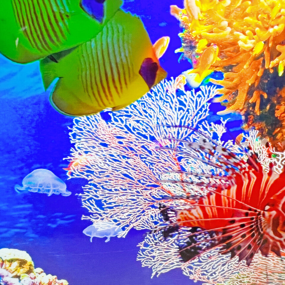 Aquari-round Rotating Toy