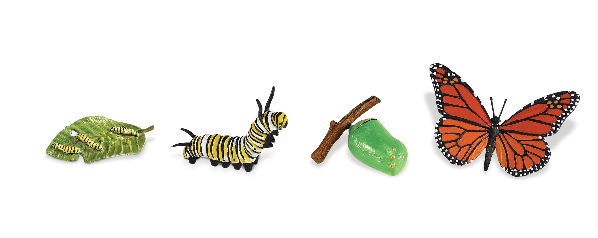 Safari Life Cycle of a Monarch Butterfly - Educational Resource