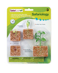 Safari Life Cycle of a Green Bean Plant - Educational Resource