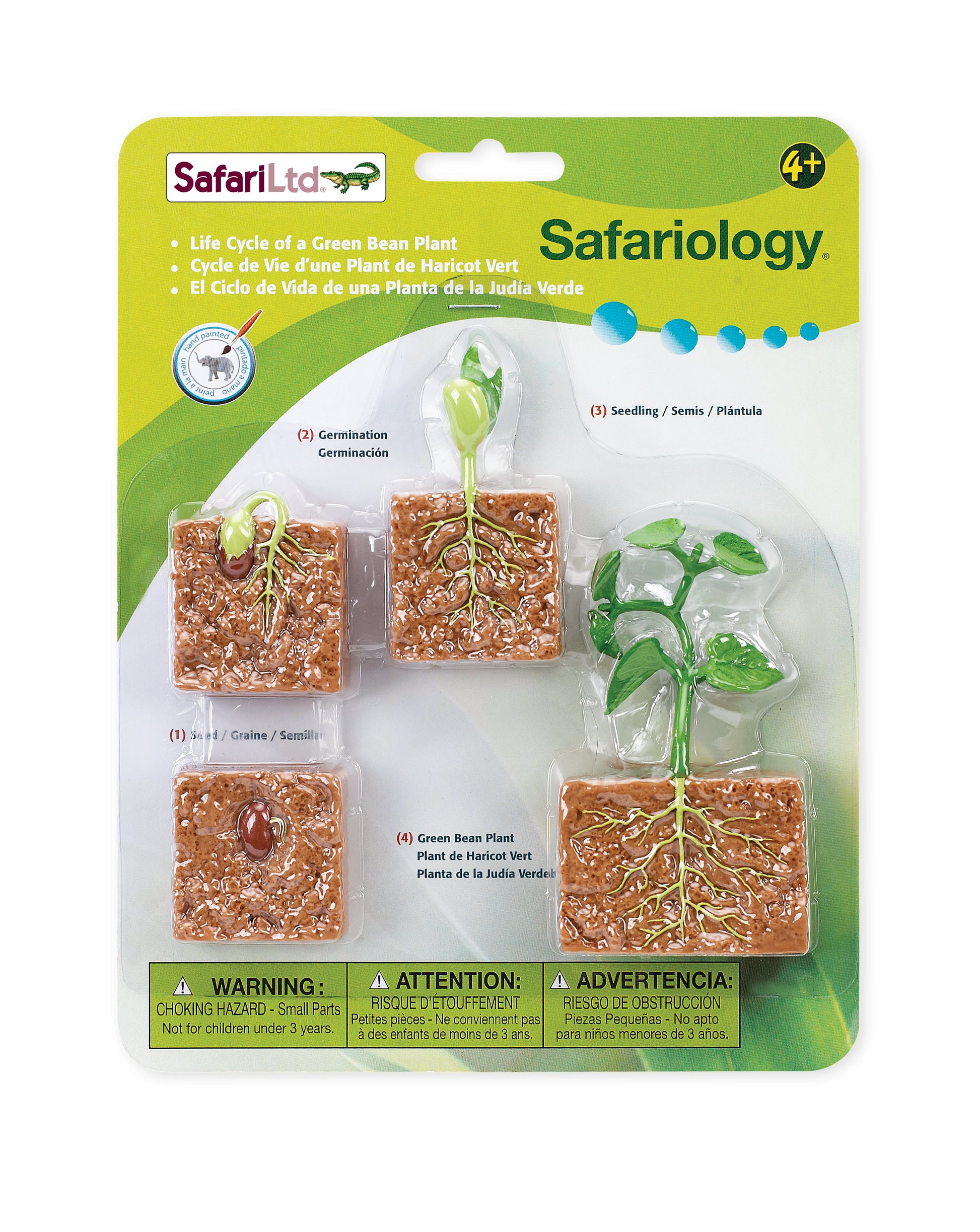 Safari Life Cycle of a Green Bean Plant - Educational Resource