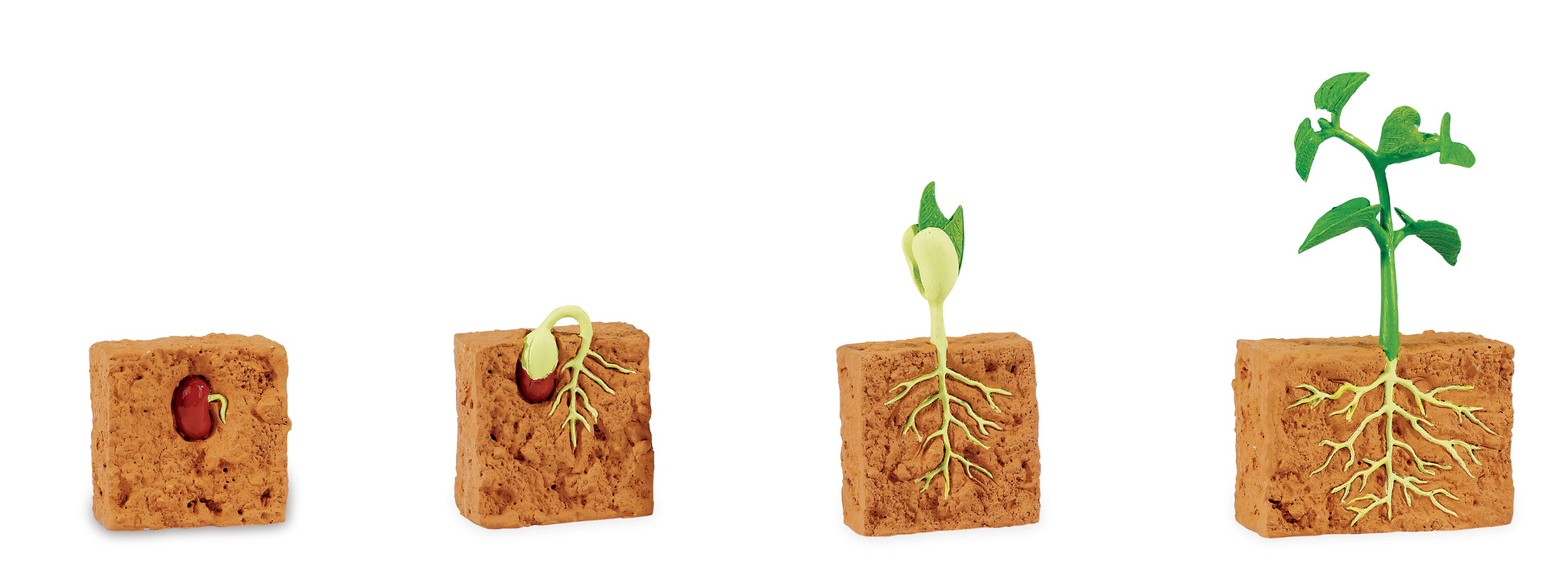 Safari Life Cycle of a Green Bean Plant - Educational Resource