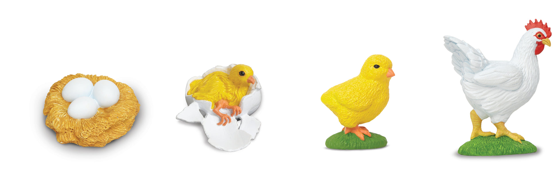 Safari Life Cycle of a Chicken - Educational Resource