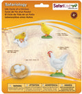 Safari Life Cycle of a Chicken - Educational Resource