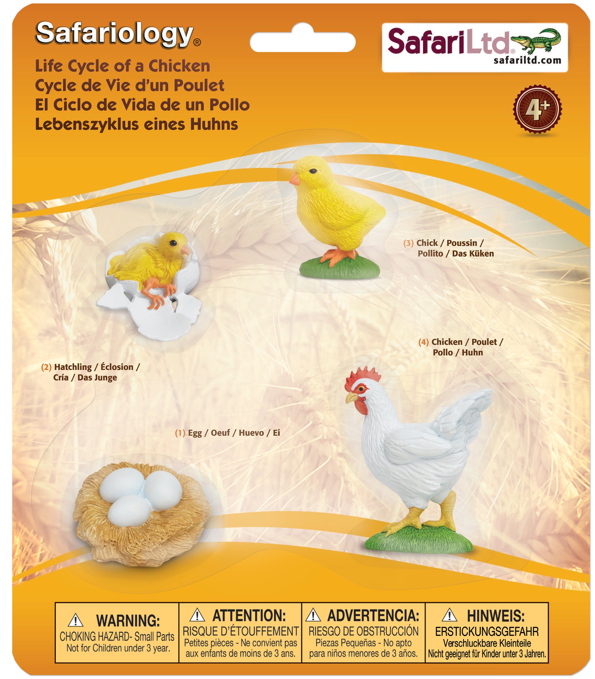 Safari Life Cycle of a Chicken - Educational Resource
